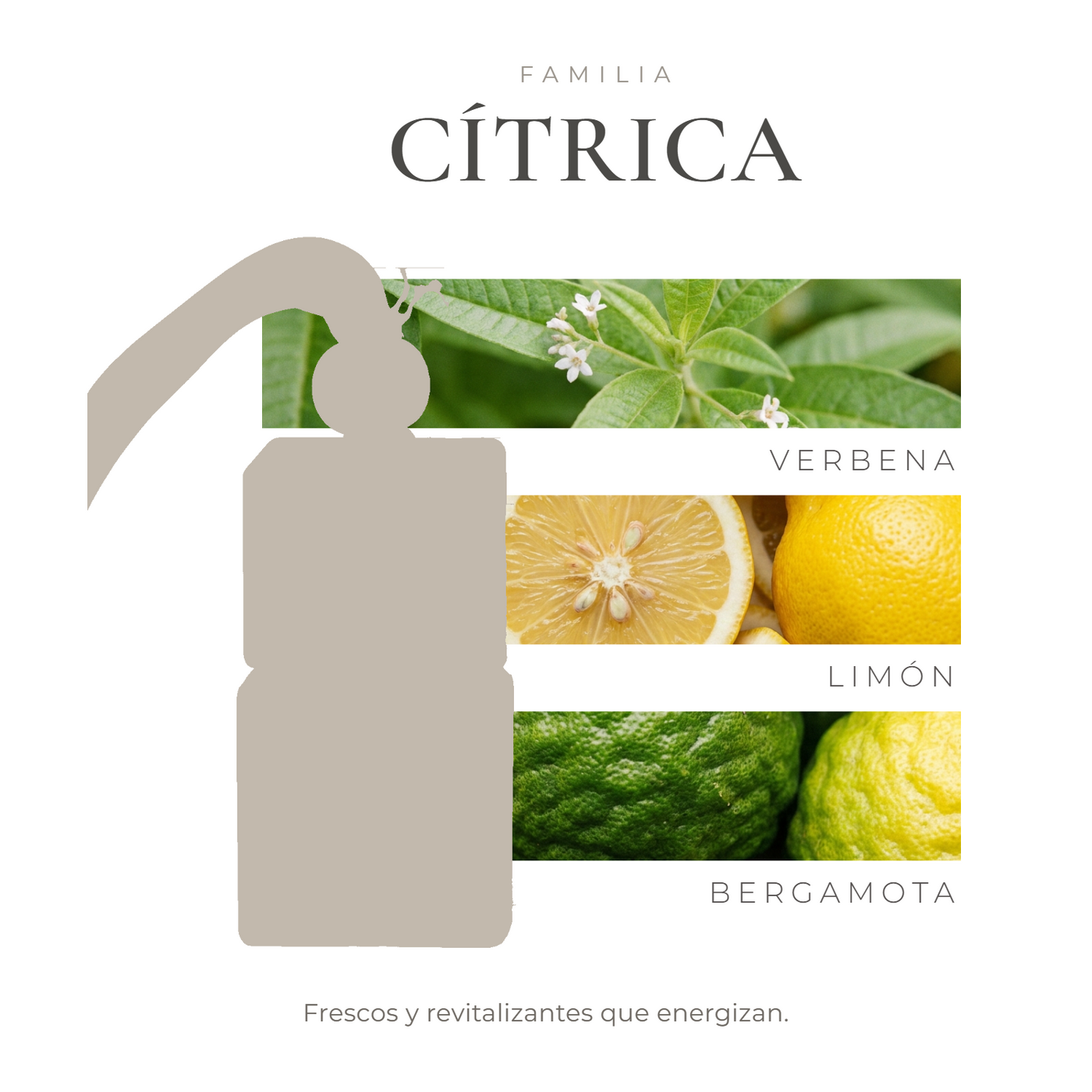 perfil-aroma-v1